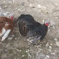 بوقلمون 3عدد|حیوانات مزرعه|مشگین شهر, |دیوار