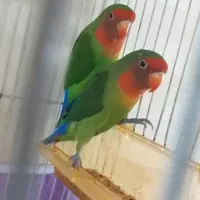 کوتوله جفت،دستی،مولد،معاوضه|پرنده|مشهد, فاطمیه|دیوار