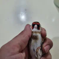 سهره چانه سفید