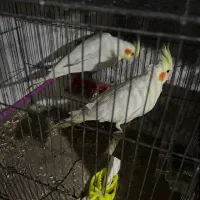 عروس هلندی جفت به شرط نطفه