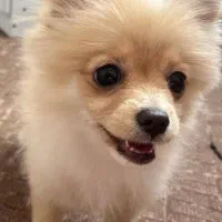 پامر روباهی اصلی ۵ ماهه|سگ|رودهن, |دیوار