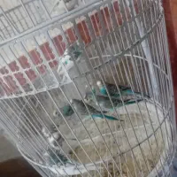 جفت مرغ عشق با۸جوجه