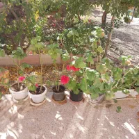 گلدان شمعدانی  فوری