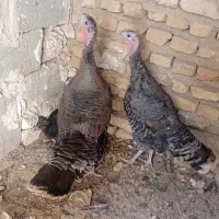 بوقلمون ماده|حیوانات مزرعه|تنکمان, |دیوار