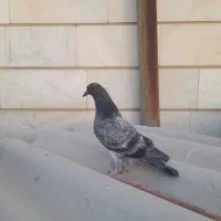 جوجه کبوتر پرشی|پرنده|ری, شهرری|دیوار