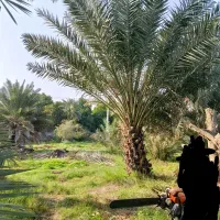 قطع نخل و درختان دیگر