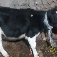 گاو شیر دهی بچه دار|حیوانات مزرعه|مشگین شهر, |دیوار