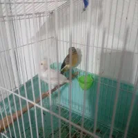 ۳جوجه قناری نر