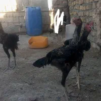 خروس|حیوانات مزرعه|ایرانشهر, |دیوار
