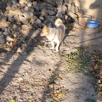 واگذاری پاکوتا|سگ|مهربان, |دیوار