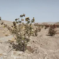 فروش چاه کشاورزی دربست|فروش زمین و ملک کلنگی|قائن, |دیوار