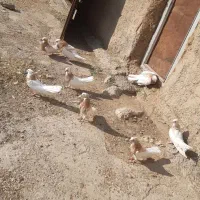 کبوترلیمو