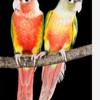 گرینچیک گیرینچیک ملنگو  گالارز|پرنده|تهران, دردشت|دیوار