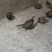 خروس و مرغ آمریکایی