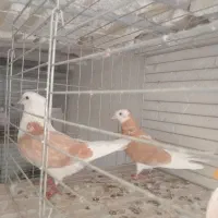 کفتر ناب پرشی
