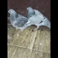 کبوتر پلاکی