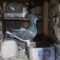 نر دمگیر|پرنده|اصفهان, فردوان|دیوار