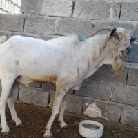 فروش بز اصل