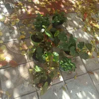 گل آپارتمانی