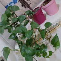 ۳ گل زیبا باهم