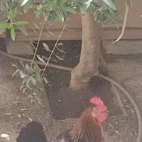 مرغ و یک عدد قفس