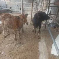 دوعدد‌گوساله‌‌ماده