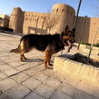 سگ ژرمن شپرد