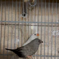 فنچ زبرا هاف اورنج شارکول و ستاره ای