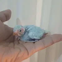 جوجه مرغ عشق|پرنده|انبارآلوم, |دیوار