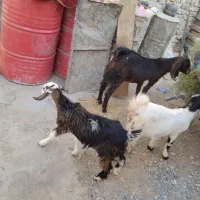 چهار کهره سه تا ماده یک نر