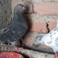 کبوتر صید شده