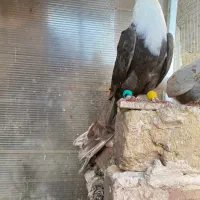 کبوتر کفتر کلاغ کربلایی کله سفید و هفرنگ