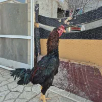 ۳ عدد خروس لاری|حیوانات مزرعه|ماهدشت, |دیوار