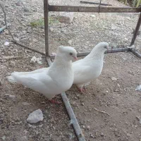 جفت کفتر سفید چشم سفید