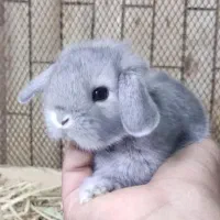 چشم اشکی اندازه کف دست|موش و خرگوش|اصفهان, احمدآباد|دیوار