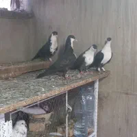 کفتر ریش و طوقی معاوضه