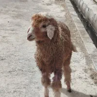 بره نر شیری شادگان