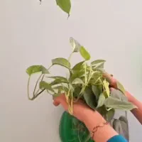 گلدان دیواری|گل مصنوعی|فردیس, قریشی|دیوار