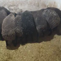 ۶ عدد بره نر