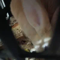 خرگوش باهوش وبازیگوش|موش و خرگوش|فولادشهر, B1|دیوار