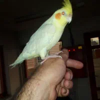 عروس هلندی سخن گو  ۸ماهه تازه رفته تولک|پرنده|سنگر, |دیوار