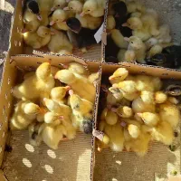 جوجه گوشتی راس|حیوانات مزرعه|اهواز, پردیس|دیوار