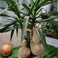 گل طبیعی|گل و گیاه طبیعی|زنجان, |دیوار