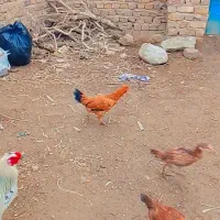 جوجه شوروی|حیوانات مزرعه|نیمروز, |دیوار