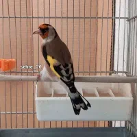 سه عدد سهره جوجه سال