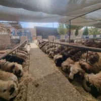 گوسفند بره نر و ماده|حیوانات مزرعه|یزد, |دیوار