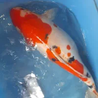 کوی ماهی دویتسو و اصیل|ماهی|تهران, گلستان (شهرک راه آهن)|دیوار