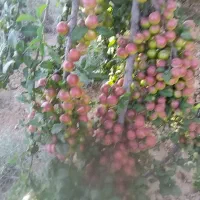 باغچه-باغ