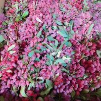 زرشک تازه