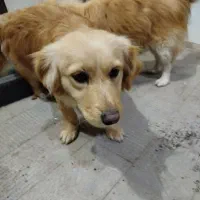 پاکوتاه گم شده|سگ|بناب, |دیوار